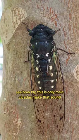 Cicadas  #cicadas #nature #insectsound #bihayprobinsya #cricket #kuliglig 