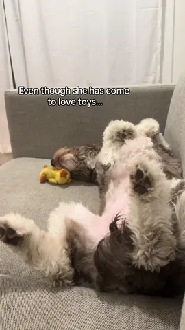 Usually she will do what her sister does and her sister LOVES fetch, but shes still a little confused on the concept 😅 #dog #dogsoftiktok #rescuedog #straydog #aussiedoodle #cutedogs #playingfetch #dogtoys #learningtodog #sisters #fyp 