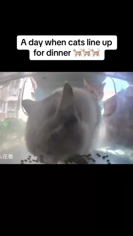 #pets #cat #straycat 