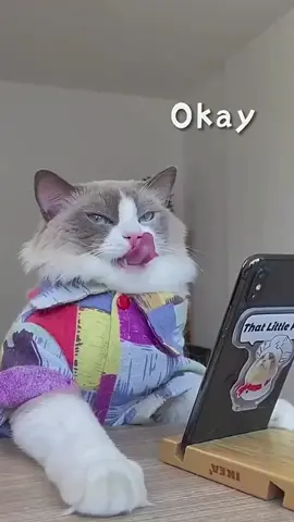 #kittygod_cn #puffcorn #cats #cute #thatlittlepuff #catlover #catsoftiktok 