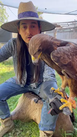 Por esta razón, no lo puedo liberar. #raptor #aves #animals 