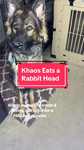 Score your own free bag of treats from Real Dog Box ✨ Gets you access to their Secret Shop too 🫶 #germanshepherrds #gsdpuppymom #dogmoments #rawfeddog #realdogbox #dogchews #crazydogmom 