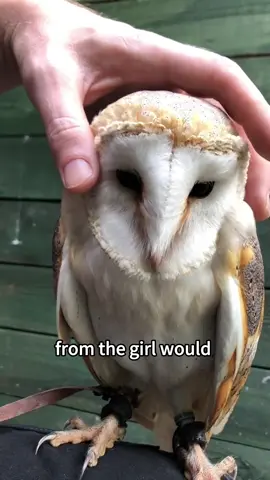 Beautiful 🦉 beautiful story!#fyp #tiktok #cute #rescue #animals #owl #healing 