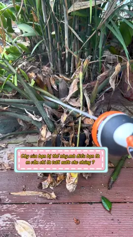 Tưới cây là cần thiết nhưng chưa đủ ??? #trongcaysieude #trongcaytainha #chamsoccay #meotrongcay 