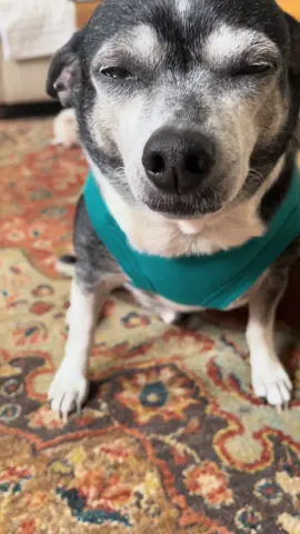Completely against his will  #fyp #DogsOfTikTok