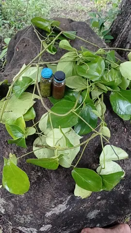 daun bungkus papua asli #fypシ゚viral #🙏🙏🙏 