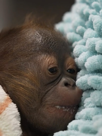 Busch Gardens zoo in Tampa Bay is proud to announce the birth of an orangutan to mum Luna 💗