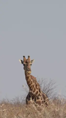 Sky-High Snacking in Etosha! 🌿 Meet the tallest diner in Etosha as it savours every leaf. Can’t get enough of those greens! 🍃 #GiraffeGourmet #EtoshaGiraffe#TreetopTreats#GiraffeGrazing#LeafyLuxuries#TikTokSafari