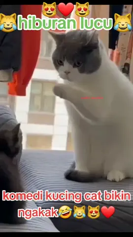 bagian 29#videolucu #kucing #cat #binatangpeliharaan #fypforyou #foryoupage #fyp 