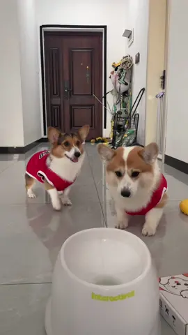 #dog #corgi 