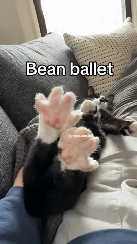 Bean ballet 🩰 🐾 We take music requests!   #tuxedocat #catsoftiktok #classicalmusic #stretching #bigstretch 