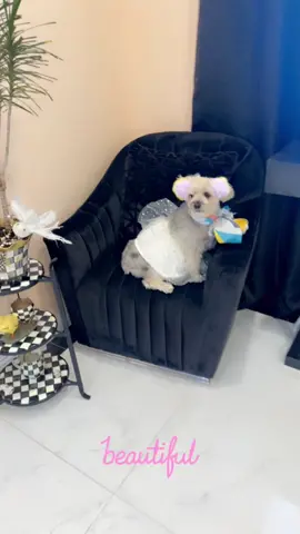 #dog#animal#of#tiktok#beauty#fypシ 