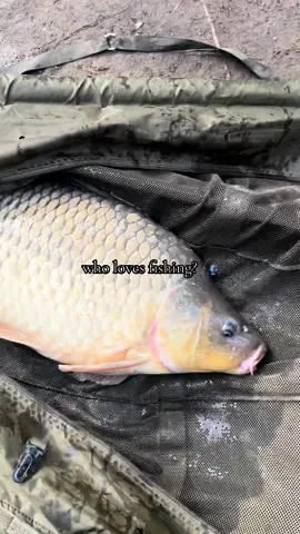 Park Lake Banger 😍🎣 #fyp #foryou #foryoupage #fishing #fishinglife #fishtok #angler #carpfishing #nayzofishing #viral 
