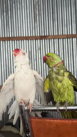 Bath time💚🤍✨ #fluffy #beepbeep #beep #talkingbird #talkingparrot #funnypet #funnypets #silly #greenbird #greenparrot #parrot #birb #birbs #cute #adorable #fy #fyp #reel #reels #lol #pets #petlover #animal #cutestpets #petmom #ringneckparrot #indianringneckparrot #parakeet #foryoupage #fyp #viral #fy #fypシ #beautifull #maldives #mintee # green #amber #white #meow #meowmeow #whiteindianringneck 