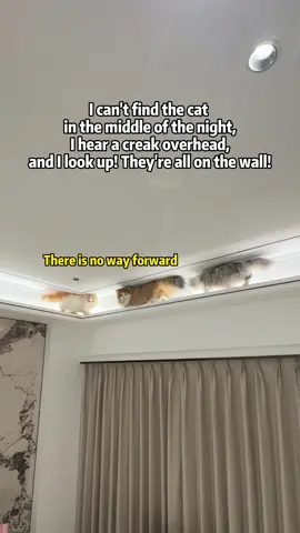 I can't find the cat in the middle of the night, I hear a creak overhead and I look up! Theyre all on the wall #cat #cats #catlover #lucky_cut #tiktok
