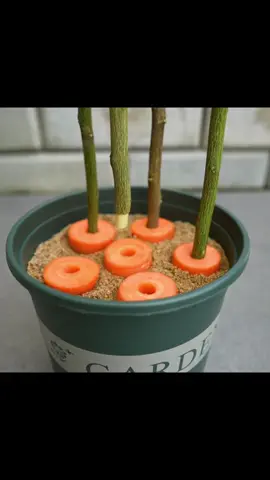 Great and unique ideas for propagating lemon tree from cuttings using Carrot #plants #carrot #fypシ 