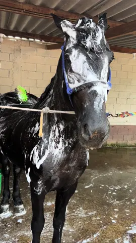 “Eu sou uma piada pra vc?” 😅  #harasbentinho #cavalosadestrados #banho #banhoemcavalo 