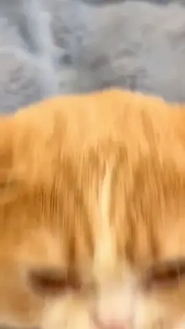 Good morning✨#PetsOfTikTok #catsoftiktok #cat #asmr #fyp 