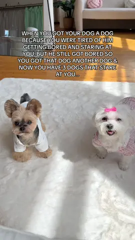 When you got your dog a dog and that dog a dog…🐶🐶🐶 @Barb just happy to be there & @Katsu The Yorkie on beat with the head tilts 😂 #duckytheyorkie #babblinbarb #katsutheyorkie #yorkiesoftiktok #smalldogsoftiktok #yorkielover #yorkies #smalldog #maltese 