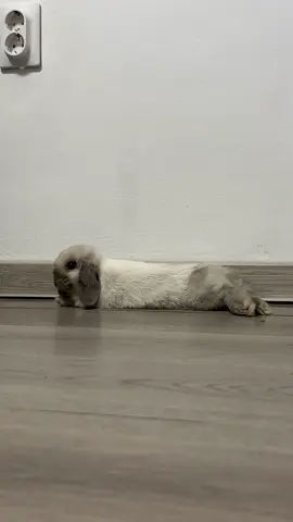 Did you know that when a bunny flops onto its side, it’s a sign of happiness and comfort. It’s our way of saying “I feel safe and happy here.