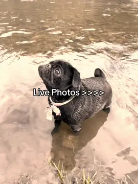 I need to start taking more live photos!!! #livephoto #fyp #trend #momssupportingmoms 