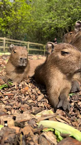 Baby capy overload #capybara 