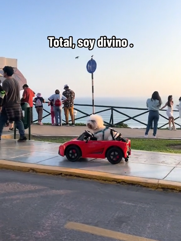 Pasear en Miraflores viendo el Mar NO TIENE PRECIO 🚗🐶🌊🌞 #miraflores, #perroconlentes, #mascota, #lima, #PERU, #viral, #perro, #lentes , #maleconmiraflores , #mascotas , #viral #parkekenedy #petlovers #bichonfrise #peru #perrorico #perromodelo #perrofamoso #surco #lamolina #maleconmiraflores #puentevillena #armendariz #costaverde