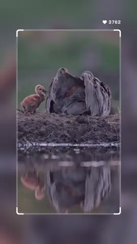 Backstage view of a live action set featuring the sandhill crane mom with her two colts preparing for bed! A nice warm bed of feathers and mom's body warmth is the only way to weather the cold, frigid Florida nights 😂 #birds #fyp #طيور 