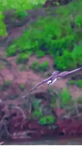eagle attack fish #eagle #attack #fish #vairl #100k #foryoupage #amazing #tranding #fypage #fyp #tiktok #foryou #animals #lion 