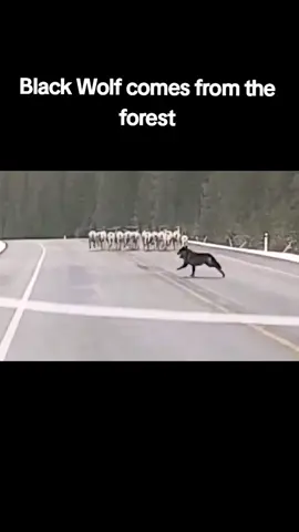 Black wolf attacked sheep # wolves in forest # Kangal # fyp