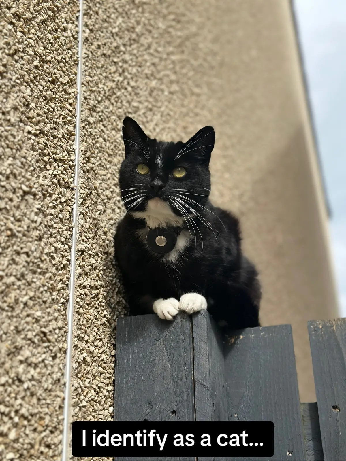 Cleo 🐈‍⬛🤍🖤 #imjustababy #cattok 
