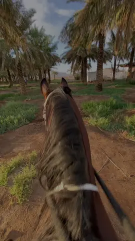 #المدينه_المنوره #مزرعة #خيل_عربي_اصيل #حصان #خيل 