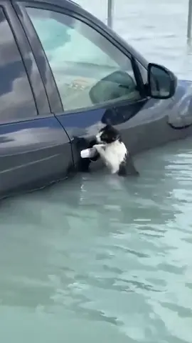 A scared cat gets a helping hand after 150 mm of rain fell in less than 24 hours in Dubai. #Dubai #cat #catsoftiktok #fyp #shareyourweather #flood #flooding #UAE #rescue