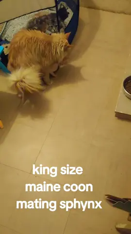 king size maine coon mating with sphinx.  #maine coon #sphynx cat #mating 