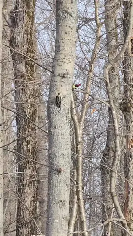 Yellow-Bellied Sapsucker's courting each other. Previous to them being on the trunk of the tree chasing eachother, the female was drumming up a storm on the aluminum road sign. I didn't manage to get her drumming but got her at the sign. As I was walking I could here the drumming thinking to myself oh cool its a male territorial display, little did I know the misses was calling him over, or maybe she was doing a territorial display, either way got his attention. 😉😆 #yellowbelliedsapsucker #nature #naturefootage #wildlife #birdnerd #birder #sapsucker #sapsuckers #courting #flirting #matingseason 