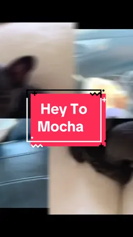 Always Baby Always #frenchie #frenchbulldogsoftiktok #frenchielife #frenchbulldogpuppy #furbaby #frenchmocha 