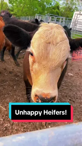 Unhappy Heifers!🐴 #simmental #simmentalcattle #beefcows #heifers #heifersoftiktok 