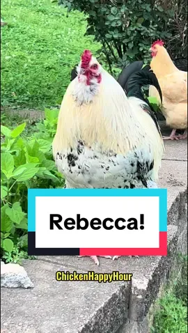 Replying to @Zoe Jones #rebecca where are you?! #becca #bec #becky #bec #beka #beck #rebekah come say hi RN!! #rooster #chickens #funnyanimals #funnychicken #chickensoftiktok #chickenhappyhour 