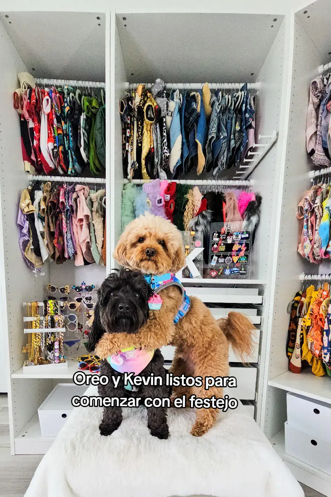 #poodles#caniches#dogbirthday #mamaperruna #cumpleañosperruno #perrostiktokers #amorperruno #perrijos #oreoykevin #fotosdeperritos #perrosmestizos 