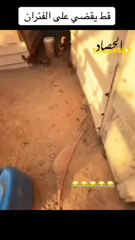 كفو ابو سويد 🤣🤣🤣🤣