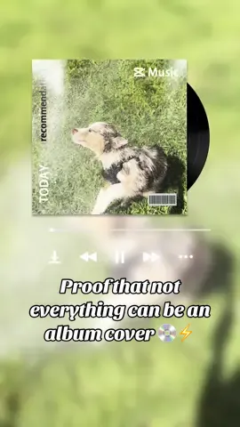 Idk I think some of these are pretty good… especially the last one 🤣 #albumcover #albumcovers #albumcoverschallenge #albumcovertrend #dogs #dogsoftiktok #dogtok #redmerle #redmerleaussie #redmerleaustralianshepherd #redmerleaussiepuppy #australianshepherd #australianshepherds #australianshepherdsoftiktok #aussie #aussieshepherd #aussieshepherds #aussieshepherdsoftiktok #aussieshep #funnydogsoftiktok #funnydogvideos #funnydogs #fyp 