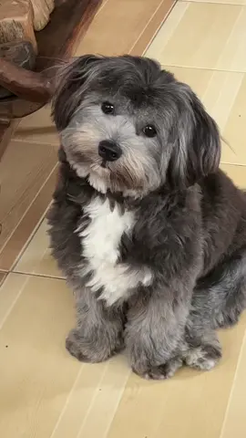 🐶 #dogsoundchallenge #shihtzu #maltese 