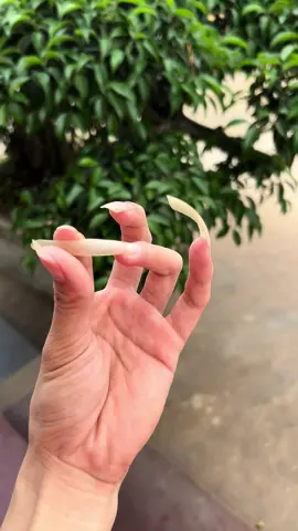 Có tý nước là cứ nhũn hết ra 😛