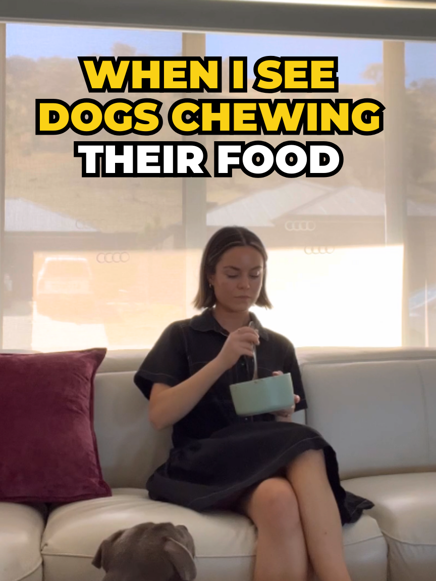 Why is dog's chewing adorable and human's chewing not 👀🫠 #staffy #PetsOfTikTok #chewthevibes #asmr