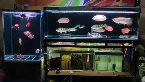peeerrraamiiisaann  #fypシ #aquarium #predatorfish 