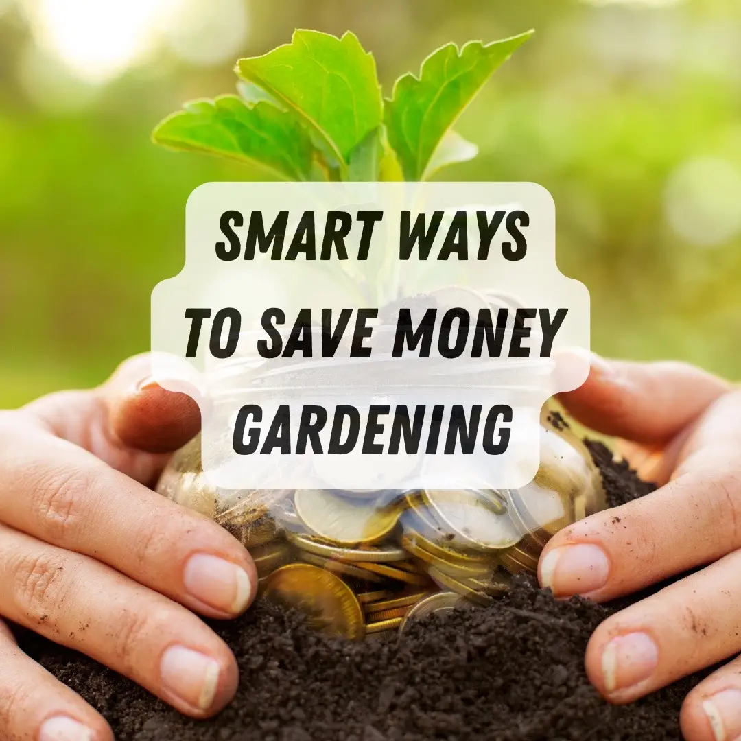 Gardening doesn't have to be expensive. Learn some ways to cut spending for an affordable and productive gardening experience. #frugalgardening #budgetgardening #savvygardening #gardeningtips #savemoney #seedsaving #growyourownfood #kitchengarden #homesteading #squarefootgardening 