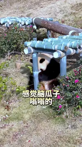 Mọi người xem kungfu nhào lộn đẳng cấp giới panda đây.... koong #panda #gautruc