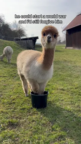 he’s innocent your honor!!! (vid submitted by tre_alpacas on ig) #alpaca #animalsdoingthings 