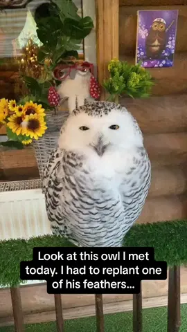The NOISES he makes are majestic fr🔊🦉 #Pubity #RoadTo15M  (filosoviya via ViralHog)