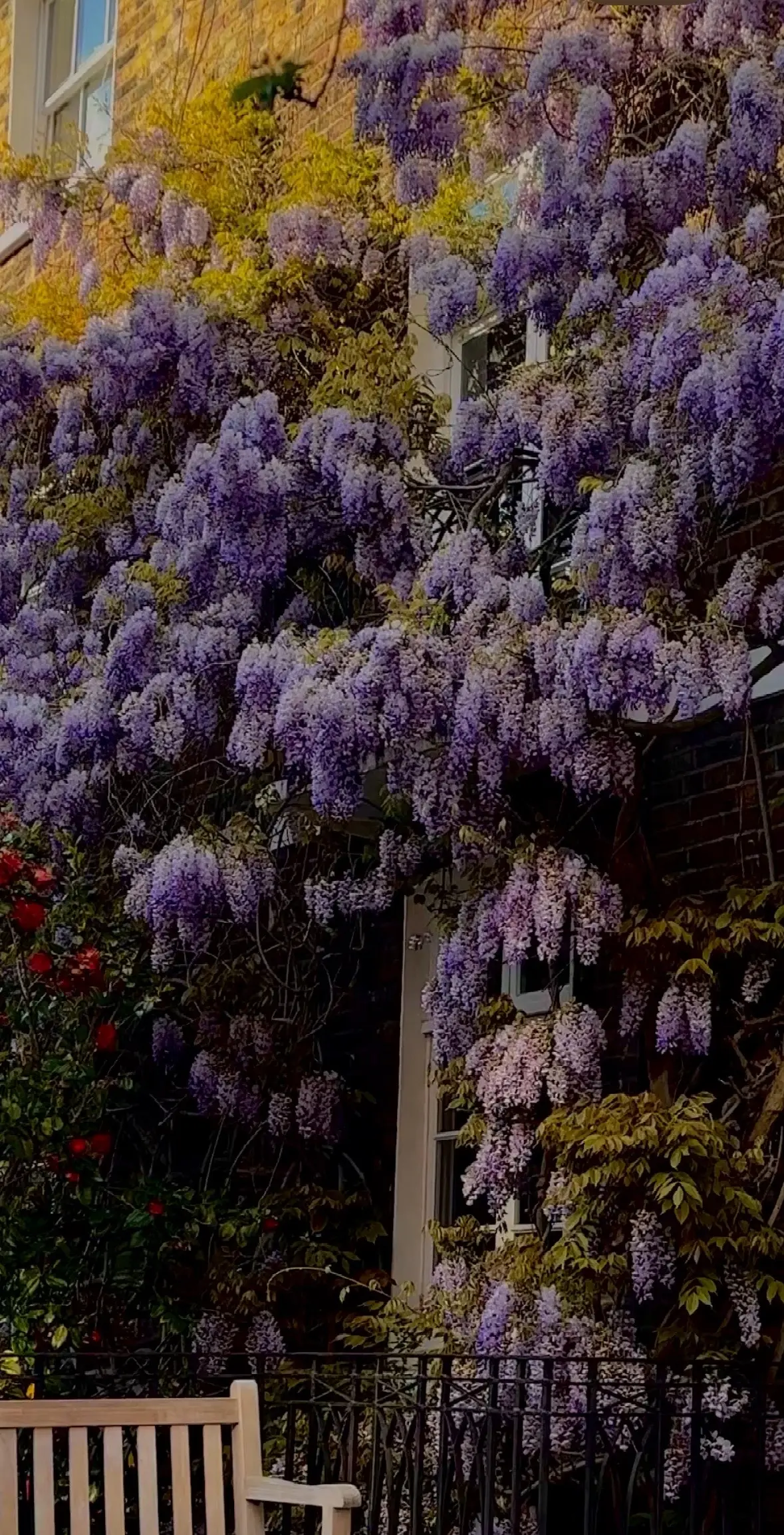 Wisteria season 🫶🏻 #london #wisteria 